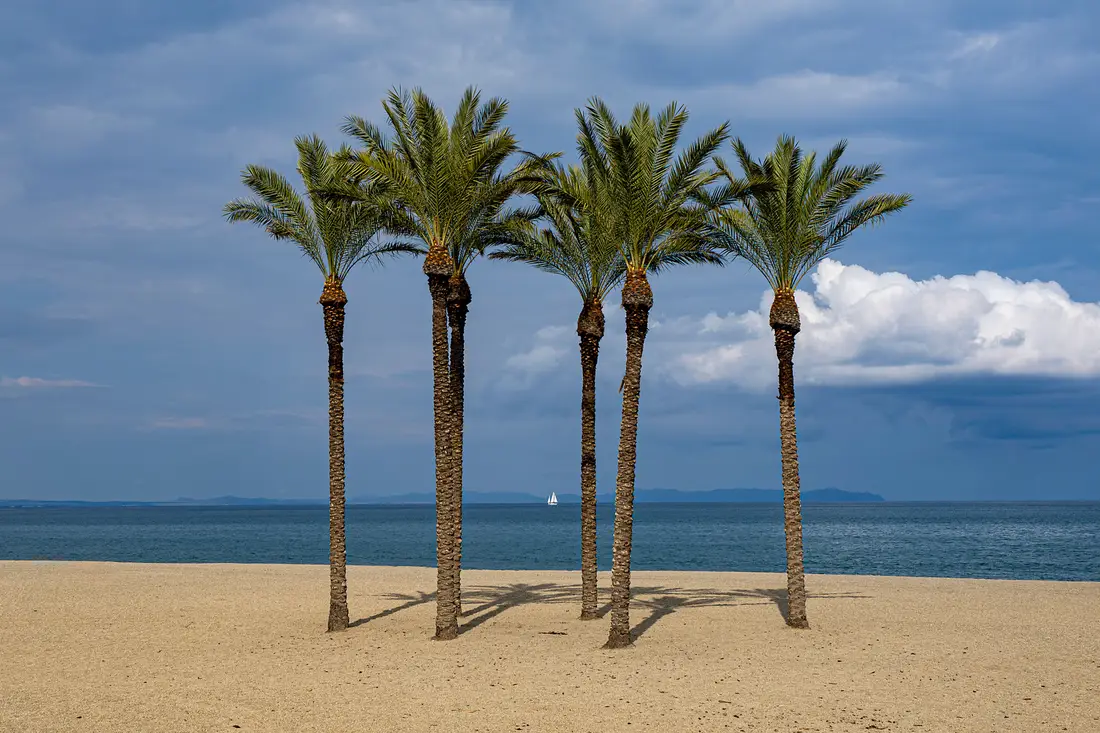 Palmeras en la playa de Roquetas de Mar